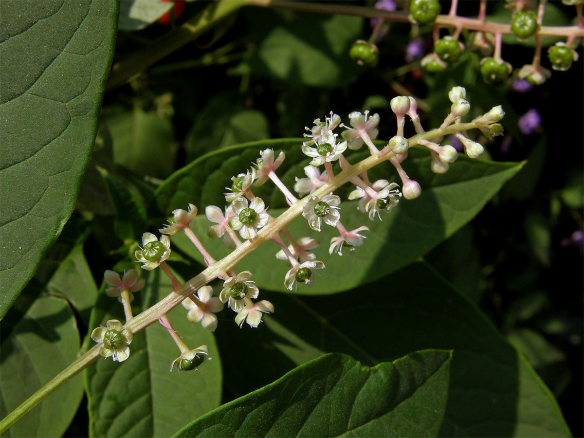 Líčidlo americké (Phytolacca americana L.)