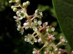 Líčidlo americké (Phytolacca americana L.)