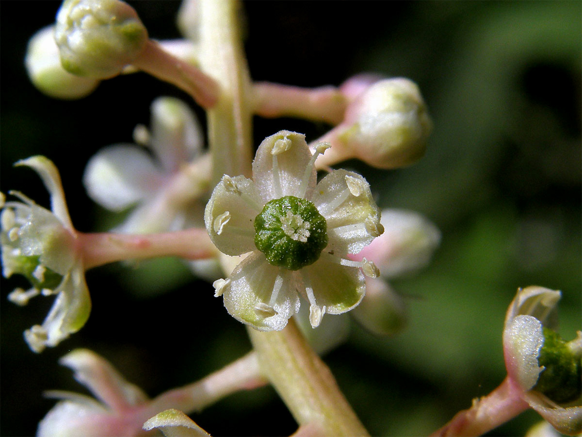 Líčidlo americké (Phytolacca americana L.)