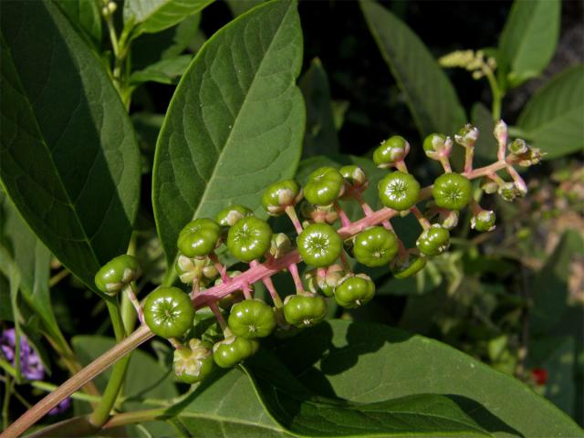 Líčidlo americké (Phytolacca americana L.)