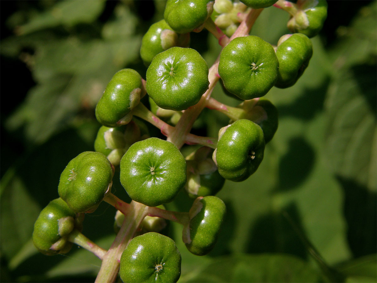 Líčidlo americké (Phytolacca americana L.)