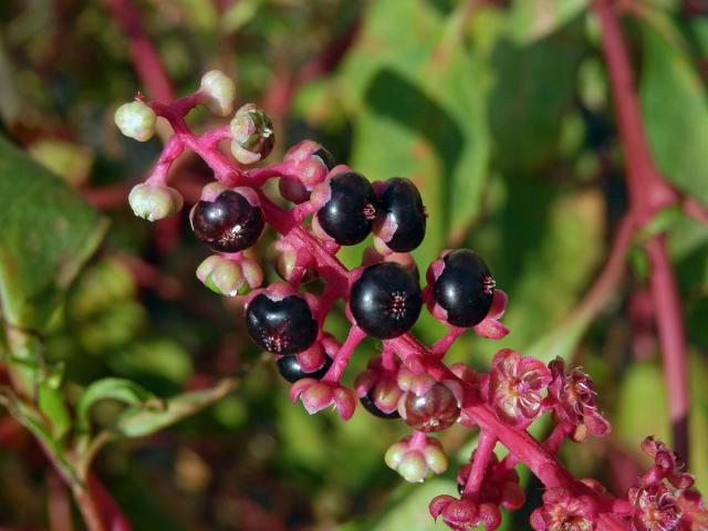 Líčidlo americké (Phytolacca americana L.)