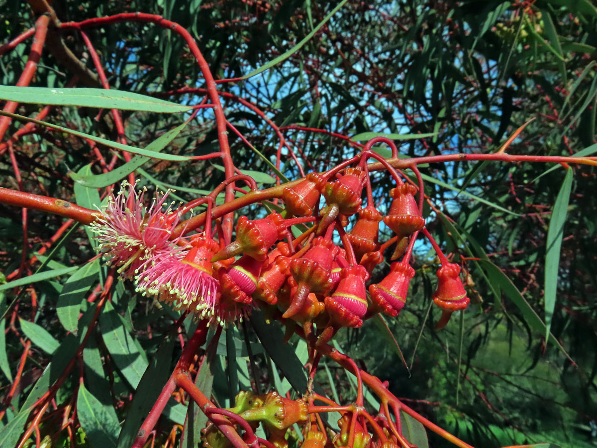 Blahovičník (Eucalyptus torquata Luehm.)