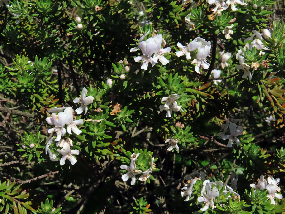 Westringia fruticosa (Willd.) Druce