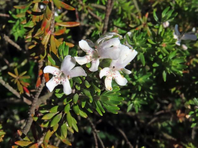 Westringia fruticosa (Willd.) Druce