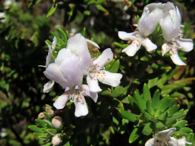 Westringia fruticosa (Willd.) Druce