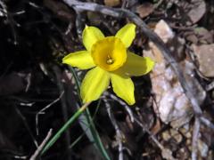 Narcis (Narcissus assoanus Dufour)