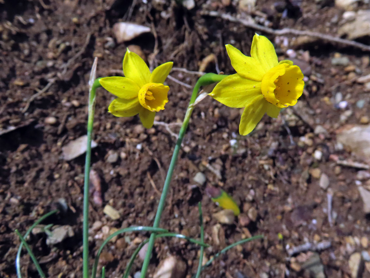 Narcis (Narcissus assoanus Dufour)