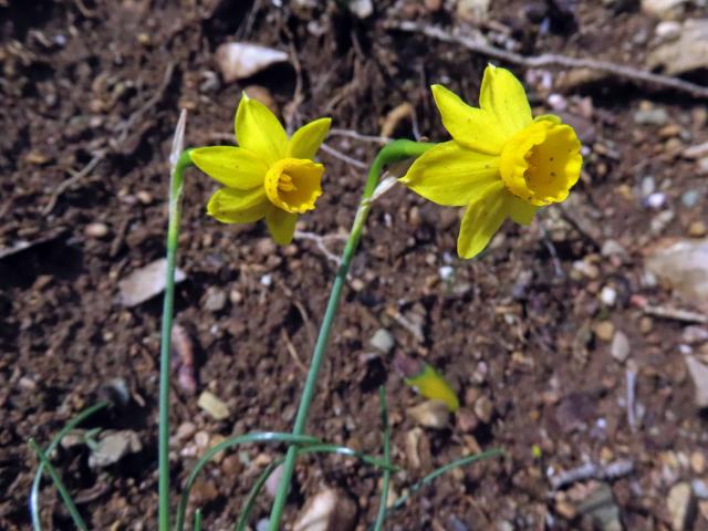 Narcis (Narcissus assoanus Dufour)