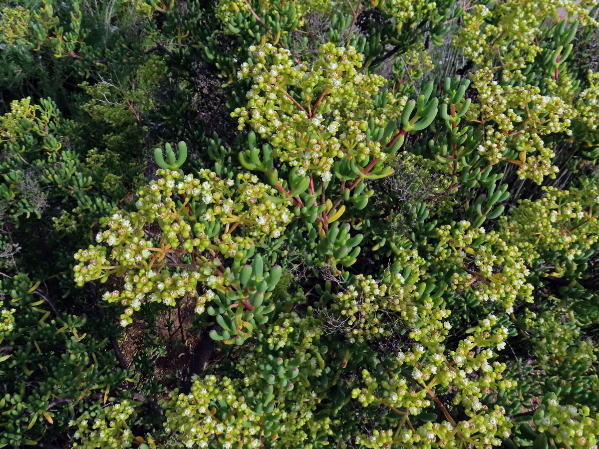 Stoeberia arborea van Jaarsv.