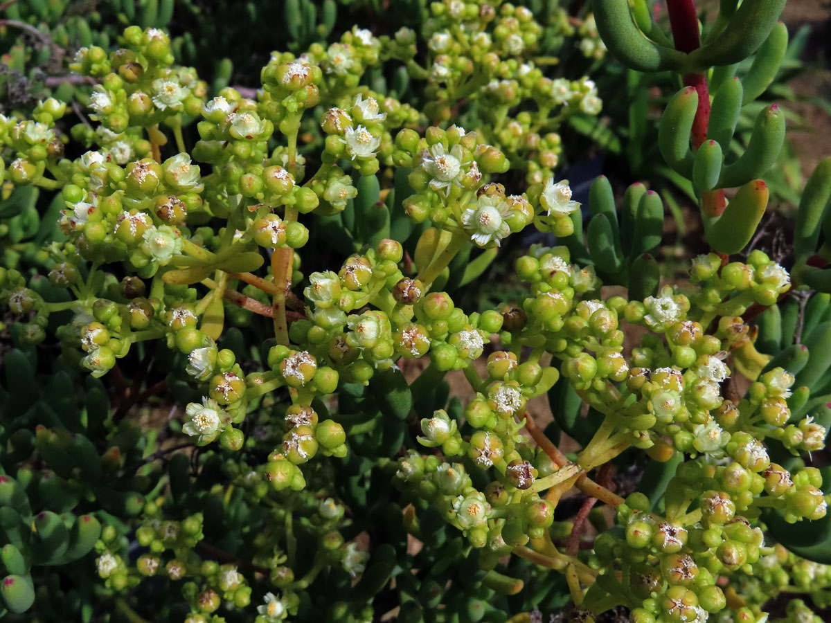 Stoeberia arborea van Jaarsv.