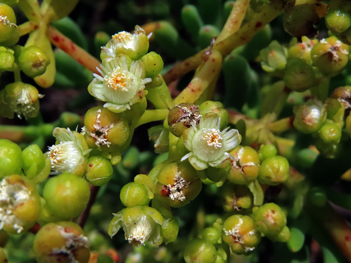 Stoeberia arborea van Jaarsv.