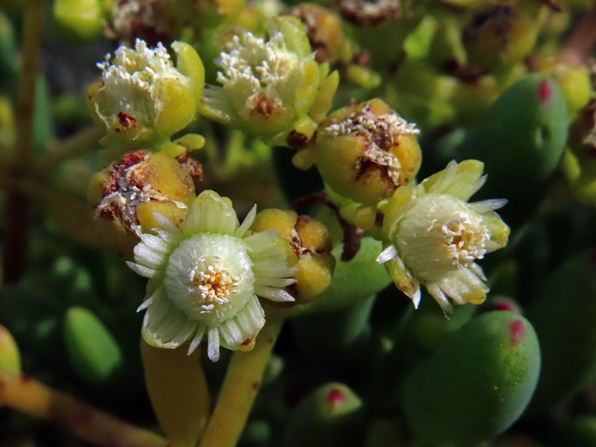 Stoeberia arborea van Jaarsv.