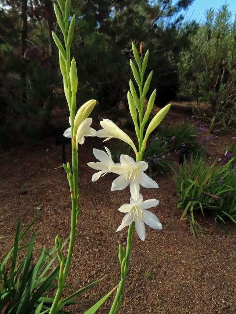 Watsonia borbonica (Pourr.) Goldblatt