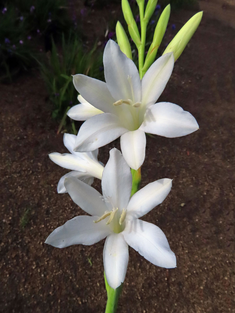 Watsonia borbonica (Pourr.) Goldblatt