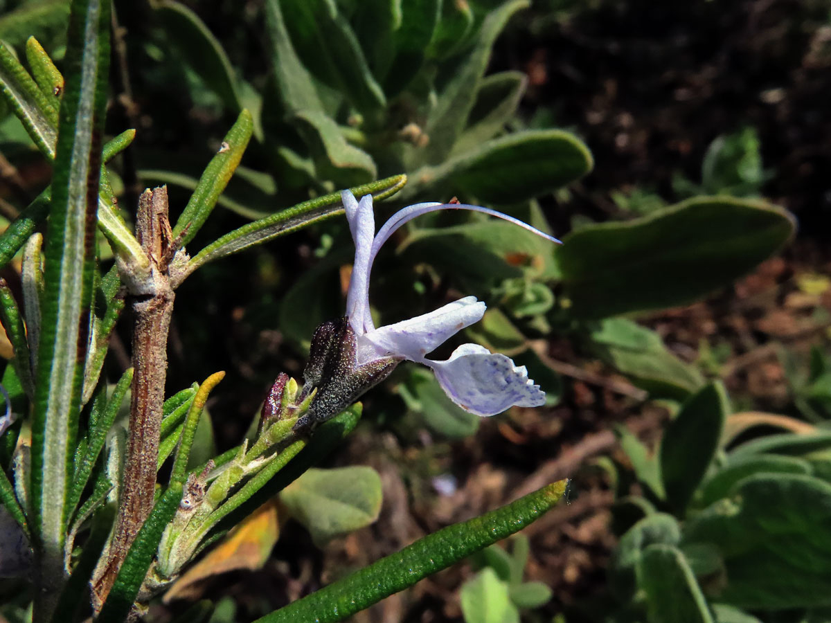 Rozmarýna lékařská (Rosmarinus officinalis L.)