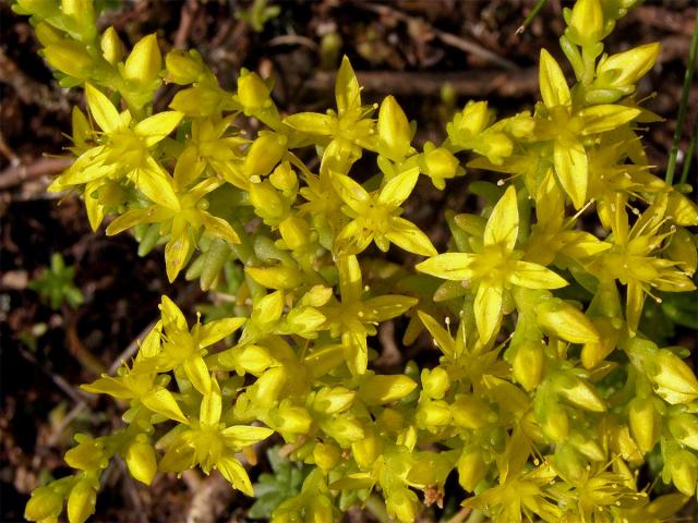 Rozchodník prudký (Sedum acre L.) - květy s menším počtem korunních lístků