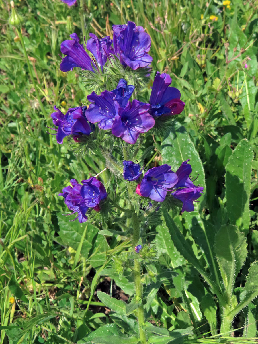 Hadinec jitrocelovitý (Echium plantagineum L.)