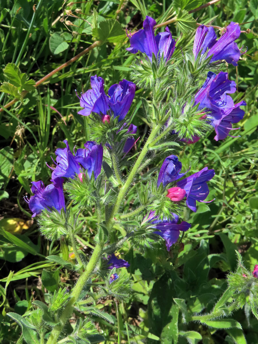 Hadinec jitrocelovitý (Echium plantagineum L.)