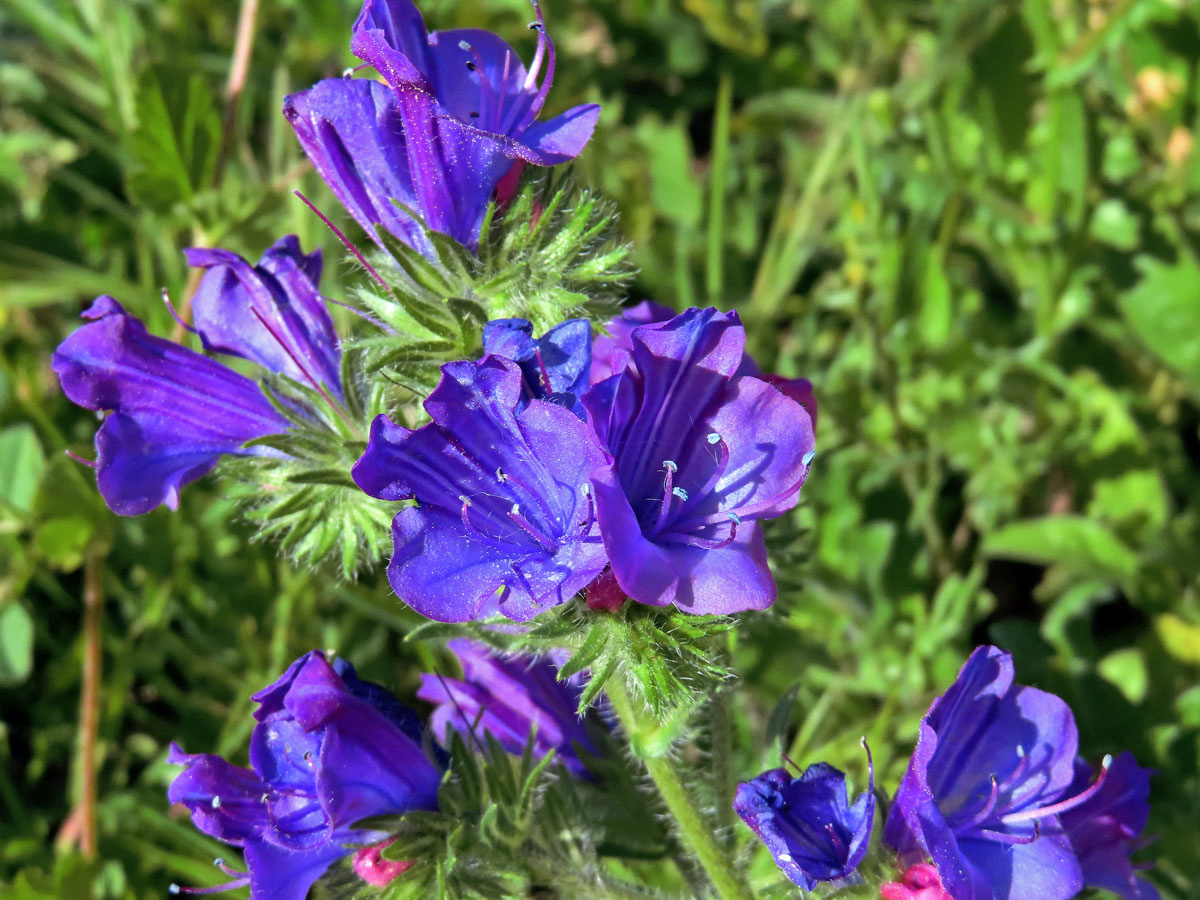 Hadinec jitrocelovitý (Echium plantagineum L.)