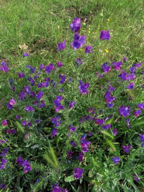 Hadinec jitrocelovitý (Echium plantagineum L.)