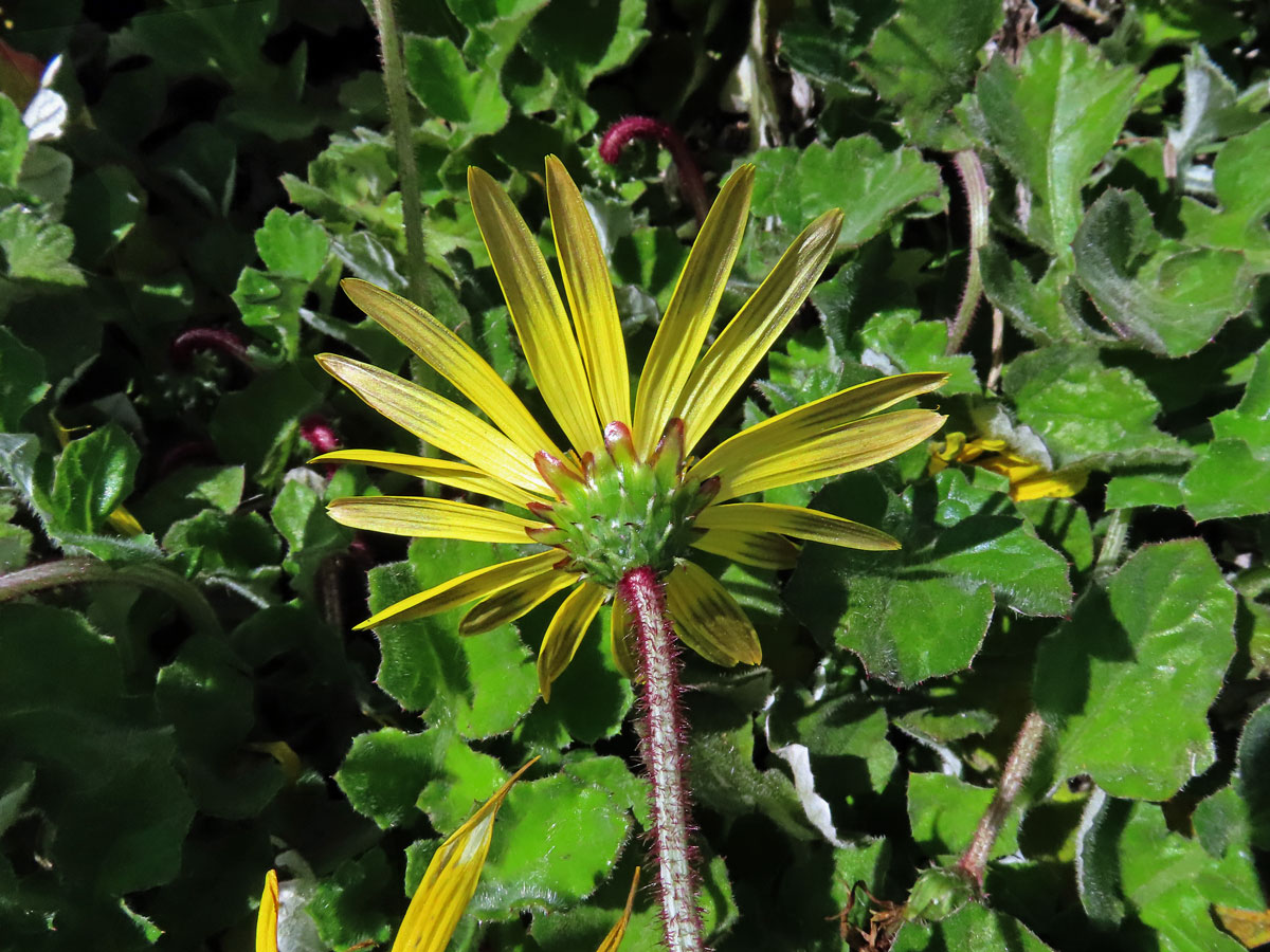 Oruňka měsíčkovitá (Artctotheca calendula (L.) Levyns)