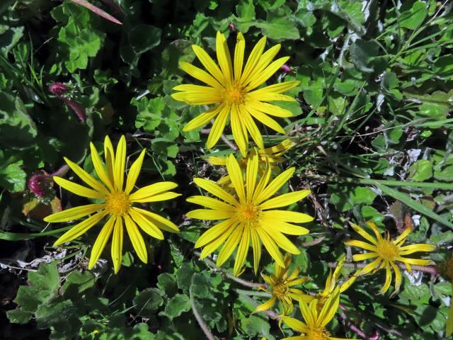 Oruňka měsíčkovitá (Artctotheca calendula (L.) Levyns), čistě žluté květenství