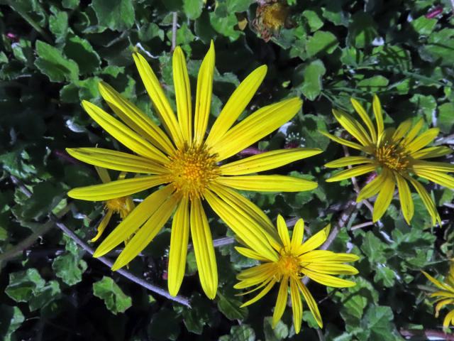 Oruňka měsíčkovitá (Artctotheca calendula (L.) Levyns), čistě žluté květenství