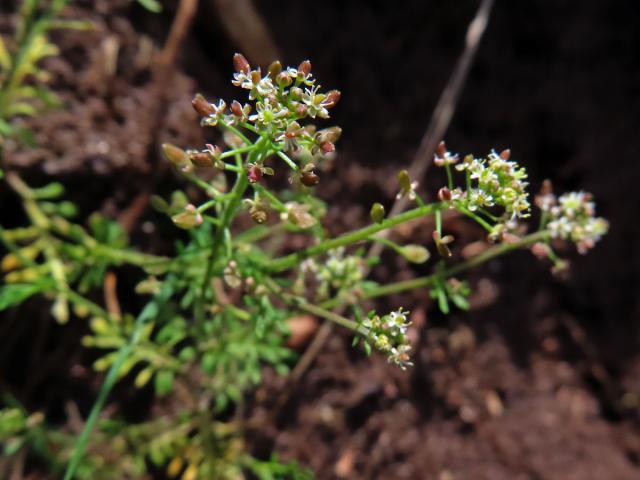 Řeřišník skalní (Hornungia petraea (L.) Rchb.)