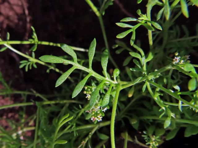 Řeřišník skalní (Hornungia petraea (L.) Rchb.)