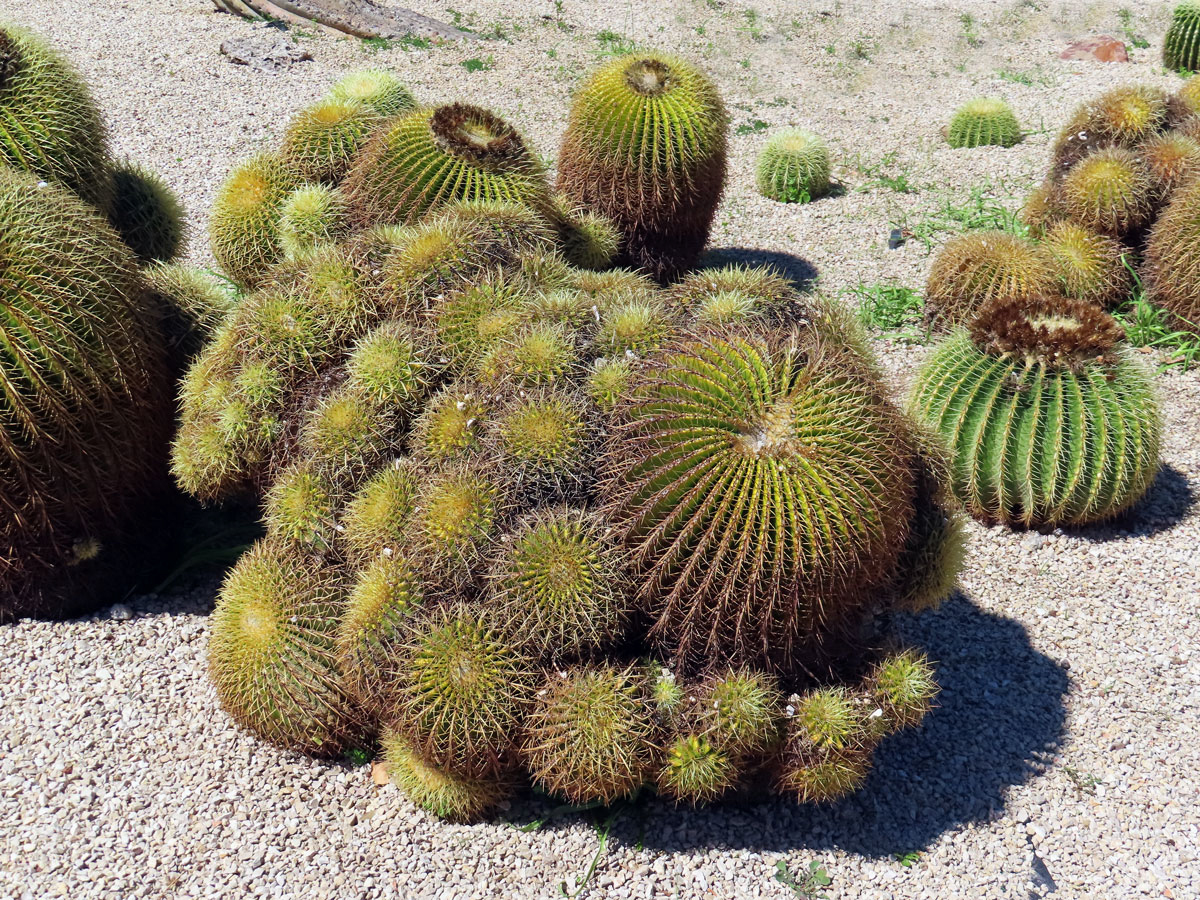 Echinokaktus Grusonův (Echinocactus grusonii Hildm.)