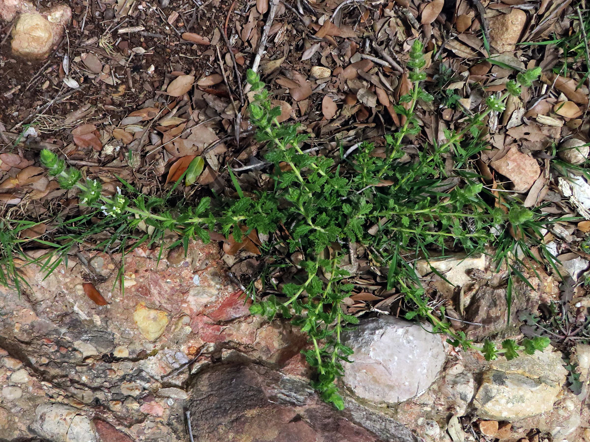 Hojník horní (Sideritis hirsuta L.)