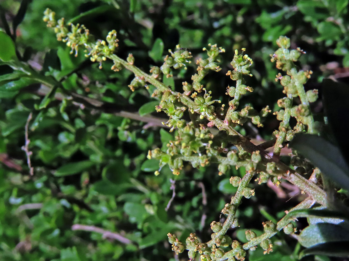 Rhagodia candolleana Moq.