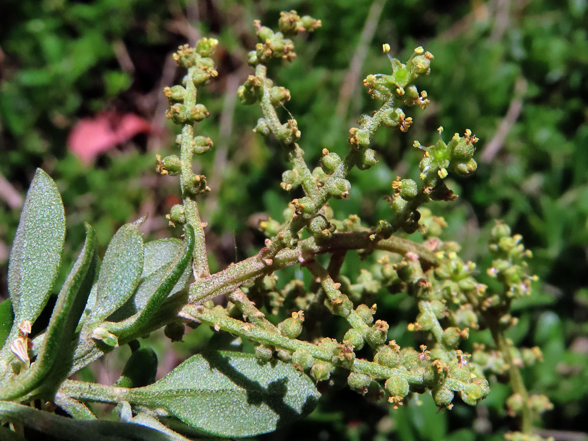 Rhagodia candolleana Moq.