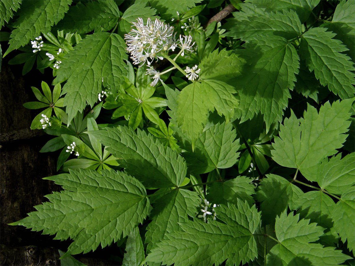 Samorostlík klasnatý (Actaea spicata L.)