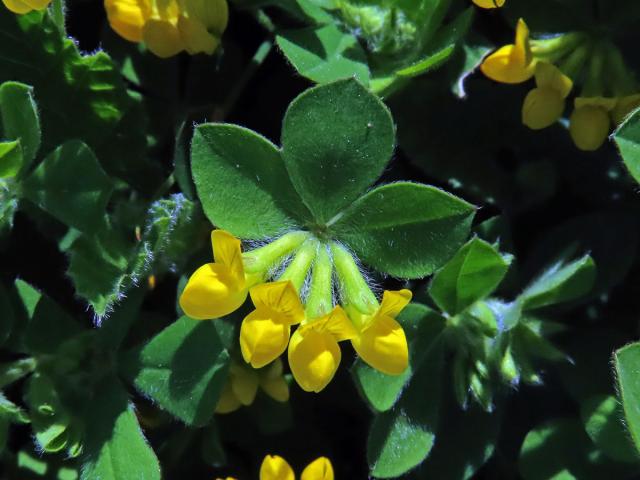 Štírovník (Lotus ornithopodioides L.)