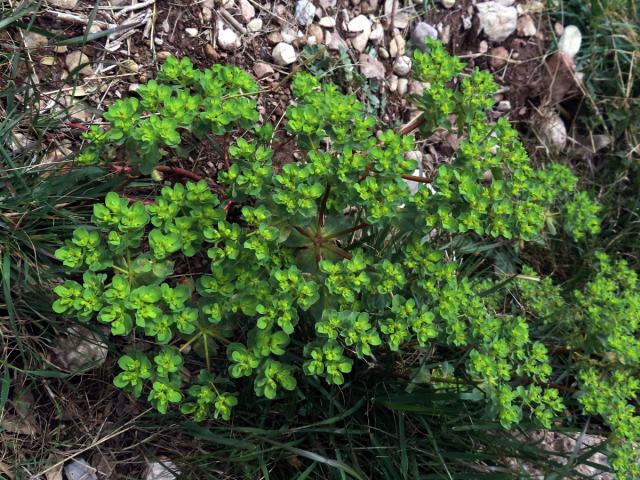 Pryšec kolovratec (Euphorbia helioscopia L.)