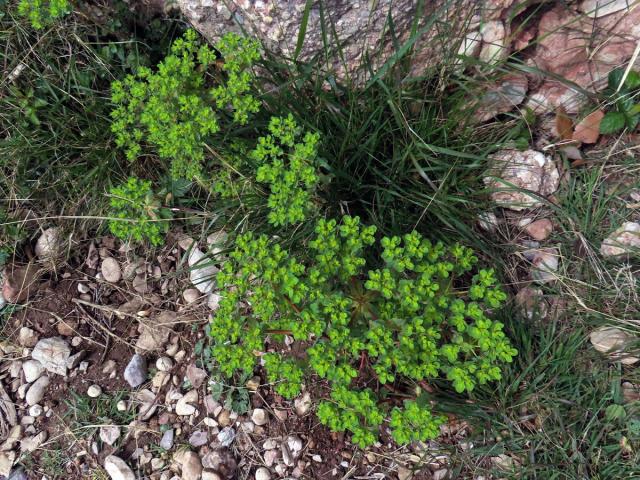 Pryšec kolovratec (Euphorbia helioscopia L.)