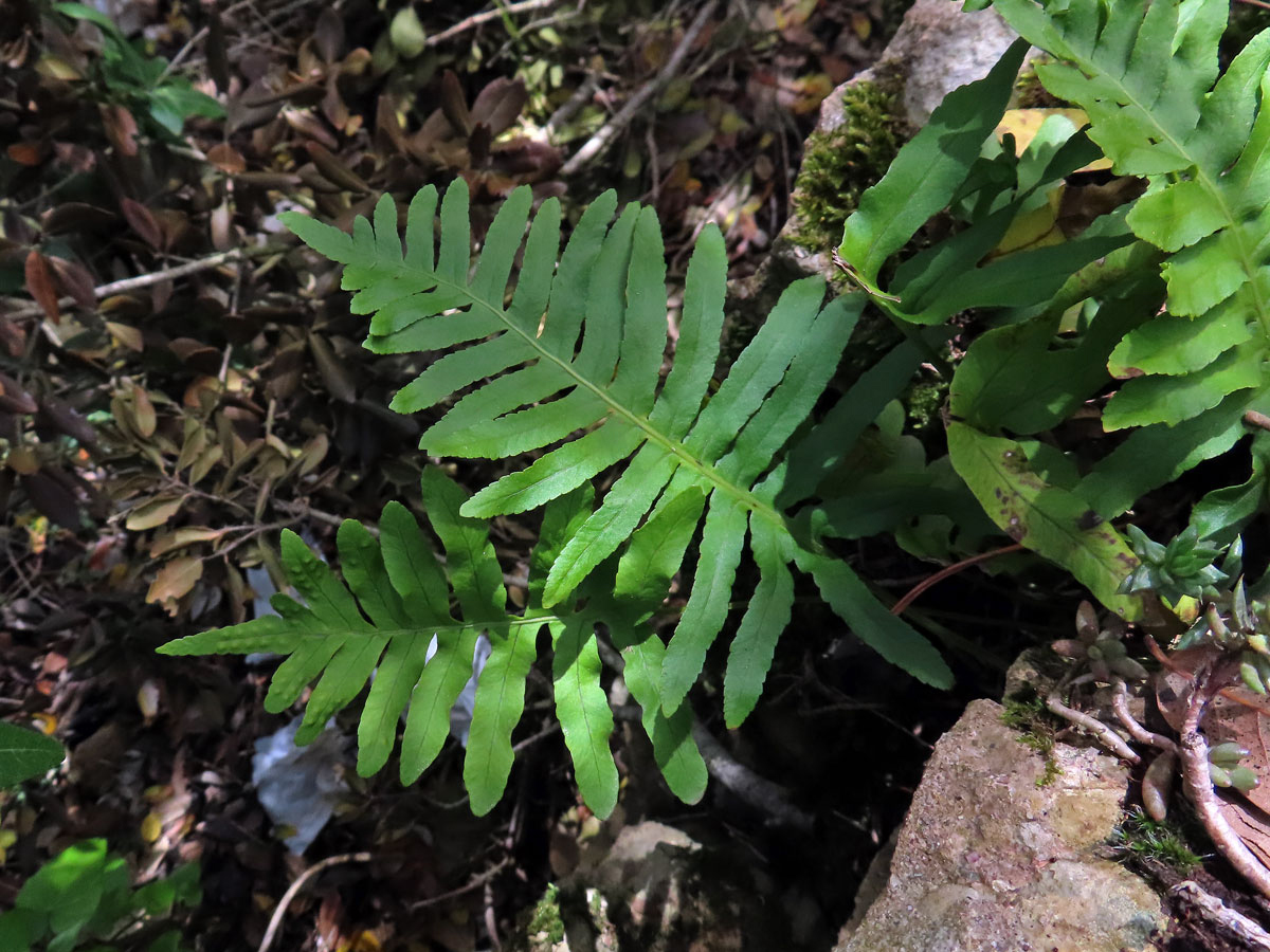 Osladič jižní (Polypodium cambricum L.)