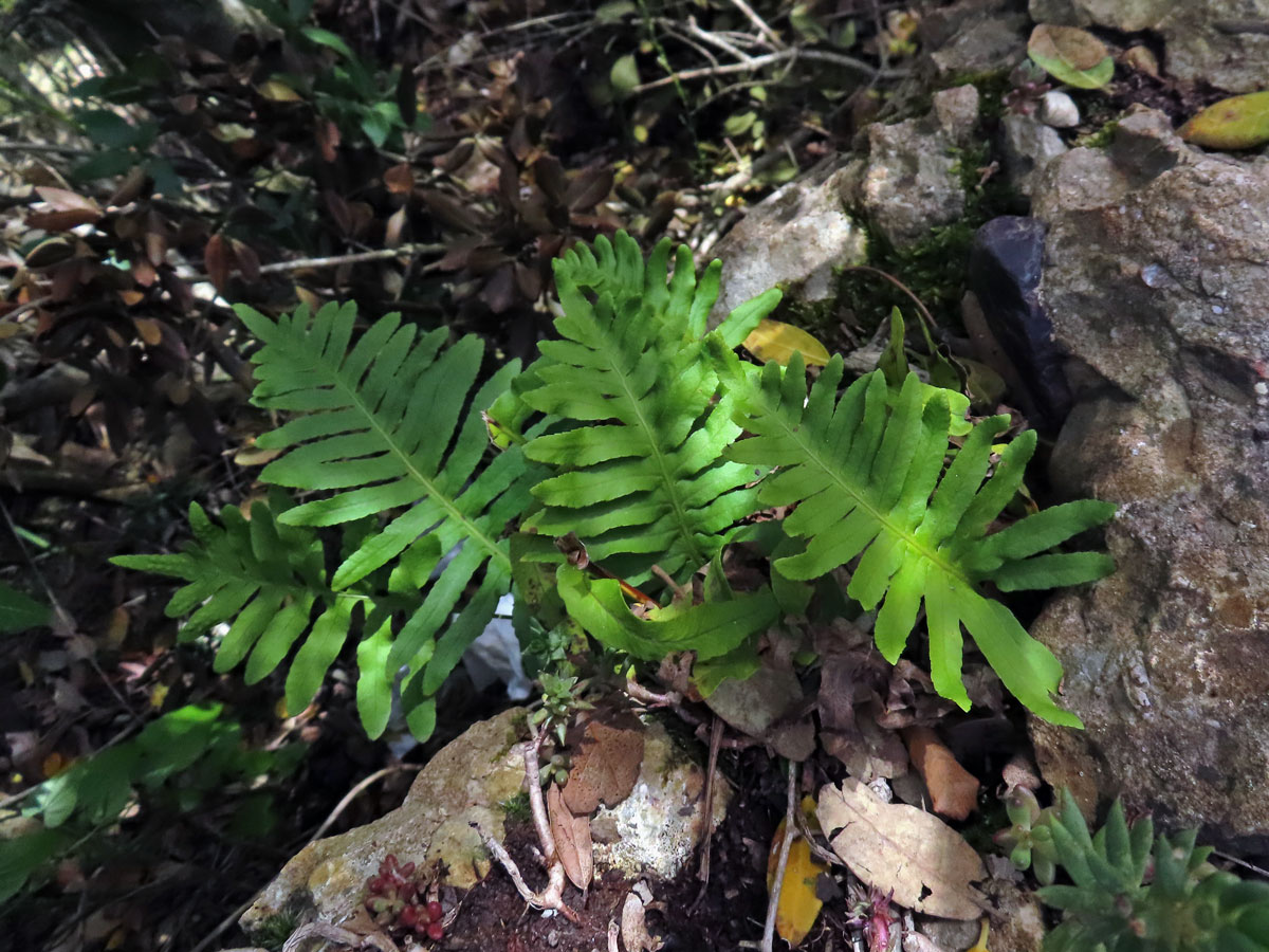 Osladič jižní (Polypodium cambricum L.)