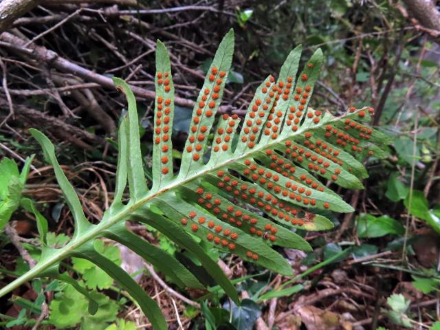 Osladič jižní (Polypodium cambricum L.)