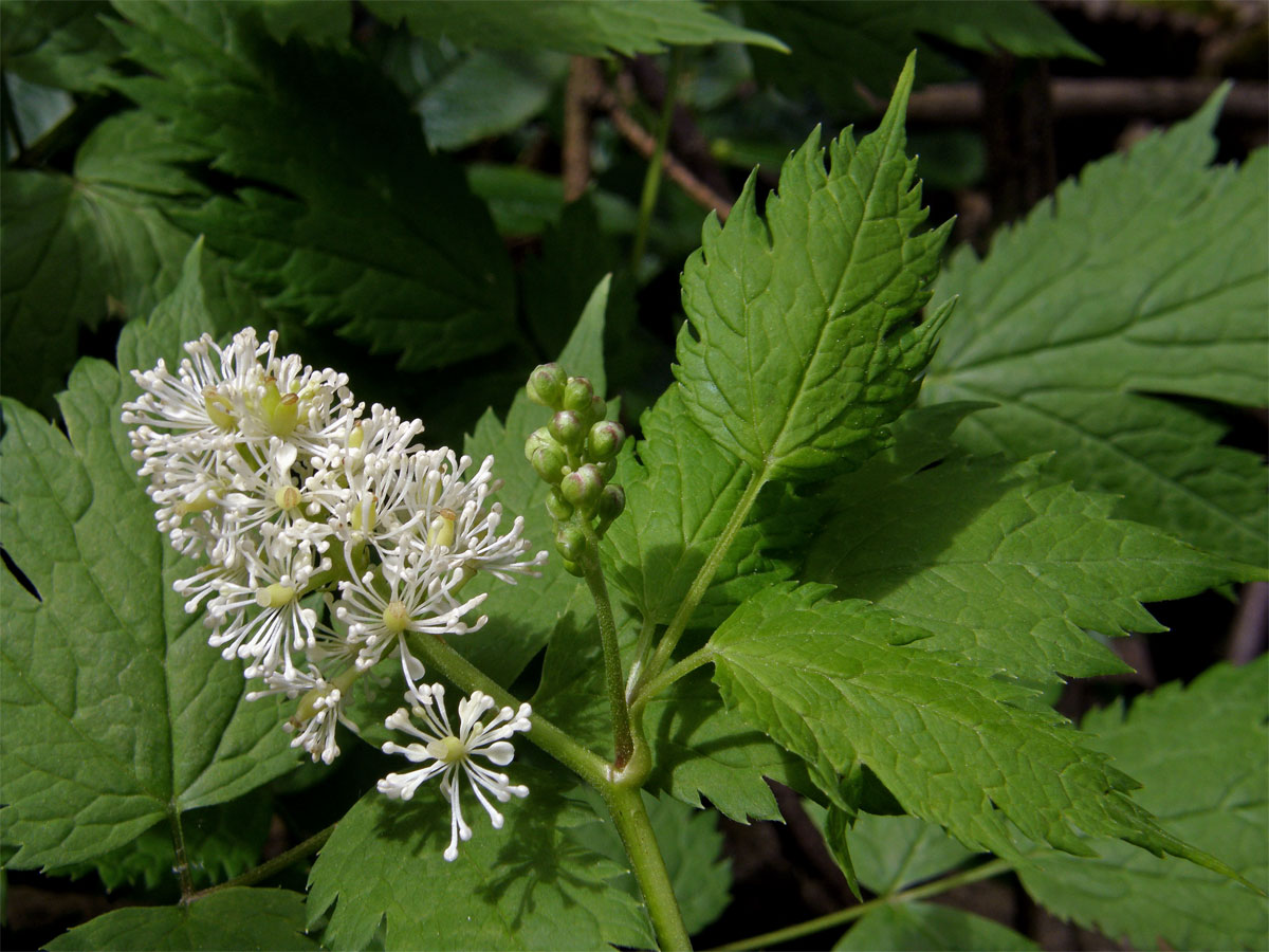 Samorostlík klasnatý (Actaea spicata L.)