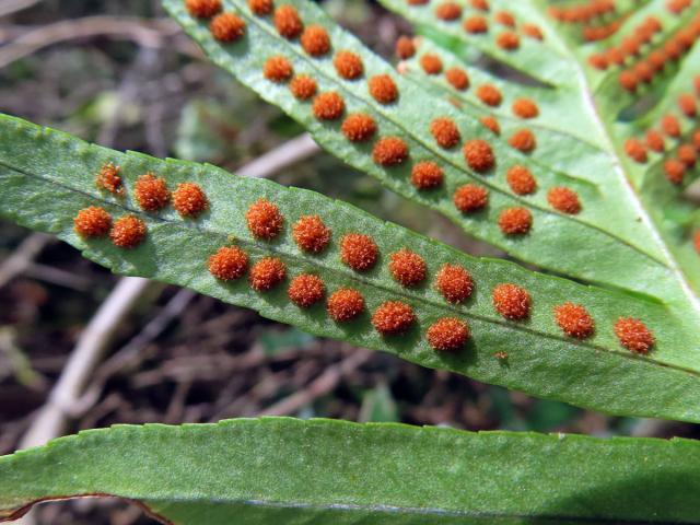 Osladič jižní (Polypodium cambricum L.)