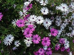 Osteospermum ecklonis (DC.) Norl.