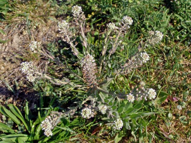 Řeřicha různolistá (Lepidium heterophyllum Benth.)