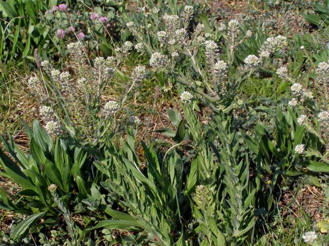 Řeřicha různolistá (Lepidium heterophyllum Benth.)