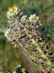 Řeřicha různolistá (Lepidium heterophyllum Benth.)