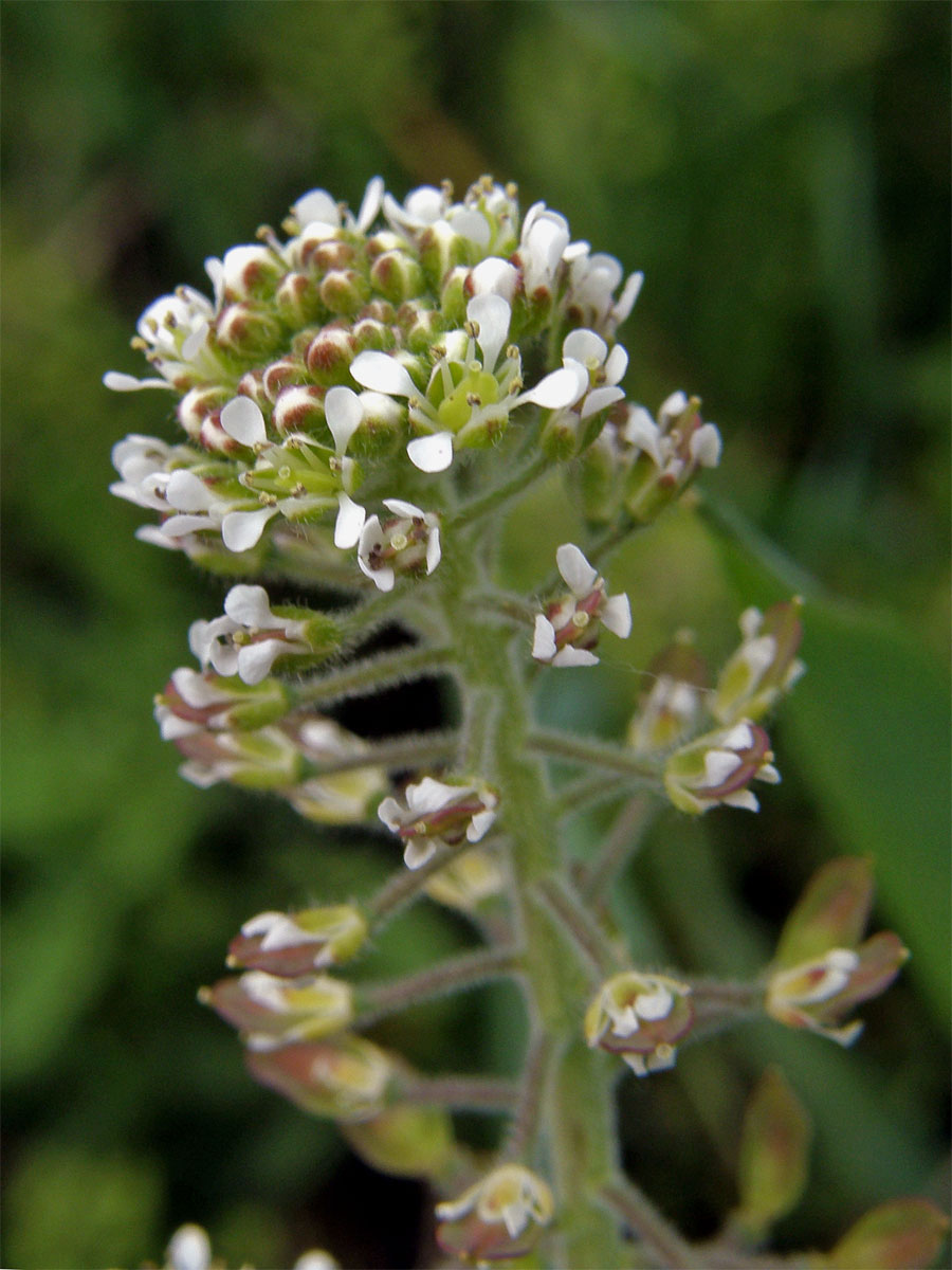 Řeřicha různolistá (Lepidium heterophyllum Benth.)