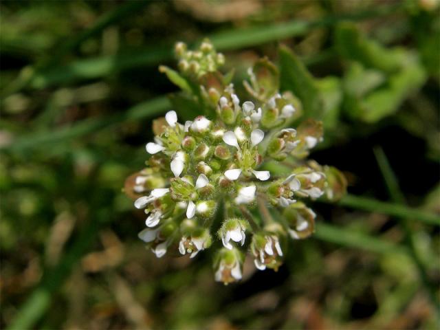 Řeřicha různolistá (Lepidium heterophyllum Benth.)