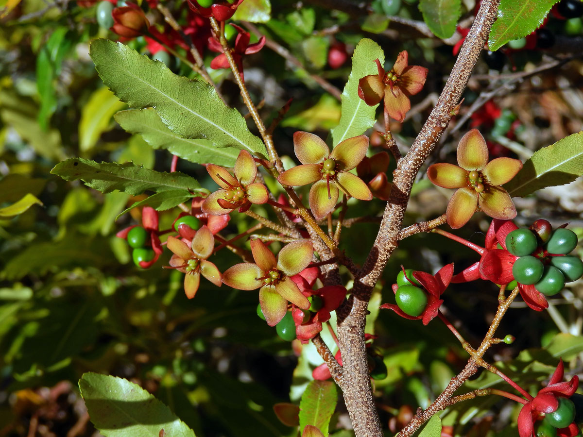 Ochna serrulata (Hochst.) Walp.